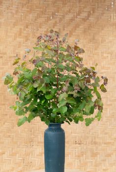 NYHET! Eucalyptus Dunnii