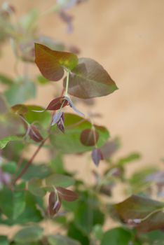 NYHET! Eucalyptus Dunnii