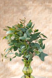 NYHET! Eucalyptus Melanophloia