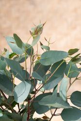 NYHET! Eucalyptus Melanophloia