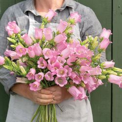 NYHET! Mariaklocka Champion Pink