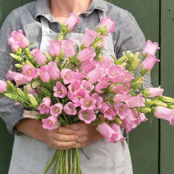NYHET! Mariaklocka Champion Pink