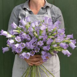 NYHET! Mariaklocka Champion Lavendel