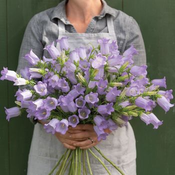 NYHET! Mariaklocka Champion Lavendel