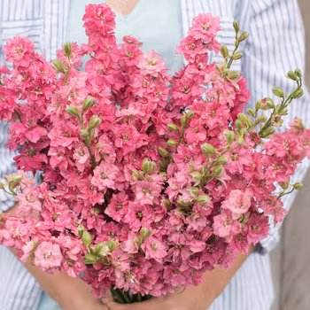 NYHET! Sommar Riddarsporre QIS Carmine