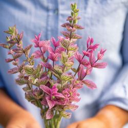 NYHET! Broksalvia Pink Sundae