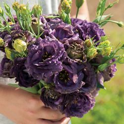 NYHET! Prärieklocka Rosanne Black Pearl