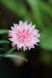 NYHET! Klint Pink Beauty