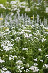 NYHET! Ageratum QIS Bouquet White