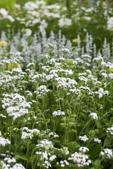 NYHET! Ageratum QIS Bouquet White