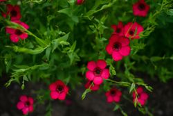 NYHET! Blomsterlin Ruby