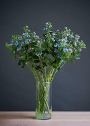 NYHET! Tweedia Heavenly Blue