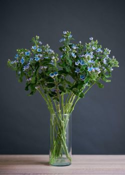 NYHET! Tweedia Heavenly Blue