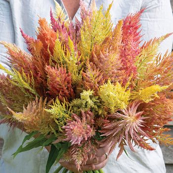 NYHET! Celosia Shimmer