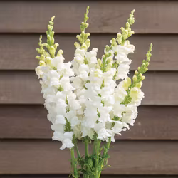 Nyhet! Lejongap Costa Midly White F1