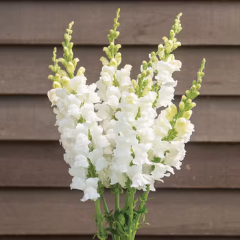 Nyhet! Lejongap Costa Midly White F1
