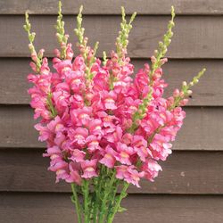 NYHET! Lejongap Costa Rose