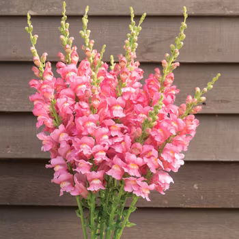 NYHET! Lejongap Costa Rose