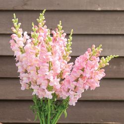 NYHET! Lejongap Avignon Light Rose