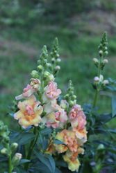 Lejongap Doubleshot Peach