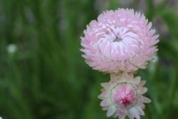 Jätteeternell Silvery Rose