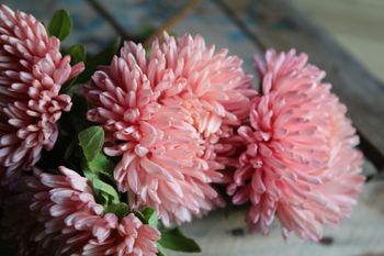 NYHET! Aster Chrisantella Flamingo At Sunset