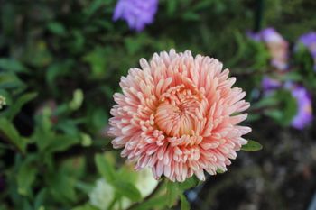 Aster Lady Coral Salmon