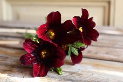 NYHET! Trumpetblomma Chocolate F1