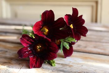 NYHET! Trumpetblomma Chocolate F1