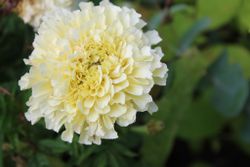 NYHET! Tagetes Imperiale Creme