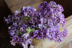 Phlox Sugar stars