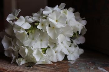 Phlox White Queen