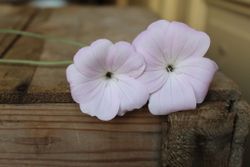 Sommarklätt Light Rose