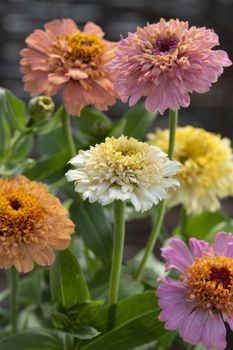 NYHET! Zinnia elegans Cresto Peaches & Cream