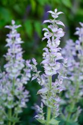 NYHET! Muskatellsalvia