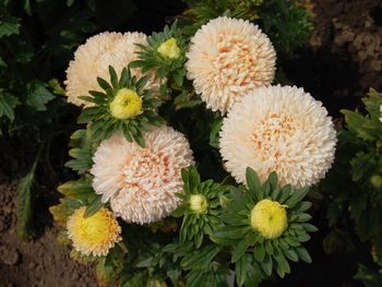 NYHET! Aster Balloon Chamois