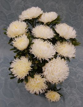 NYHET! Aster Dragon Creamy White