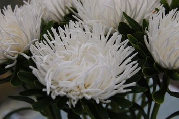 NYHET! Aster Dragon White