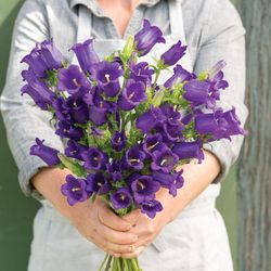 NYHET! Mariaklocka Champion Blue