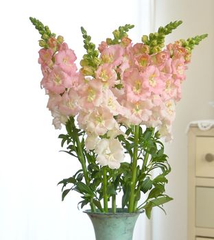 NYHET! Lejongap Frappe Light Pink F1