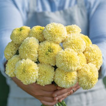 NYHET! Tagetes White Swan