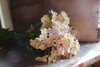 Phlox Creme Bruleé KOMMER IN APRIL-25