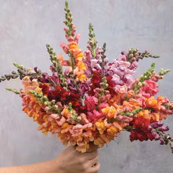 Lejongap Cannes Mix F1