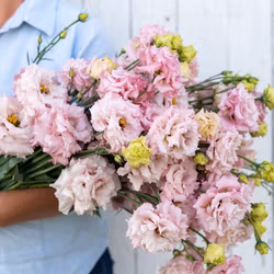 Prärieklocka Voyage 2 Pink Improved