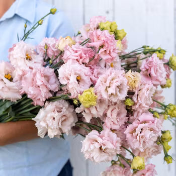 Prärieklocka Voyage 2 Pink Improved