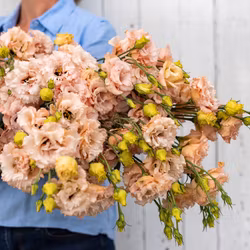 Prärieklocka Voyage 2 Light Apricot