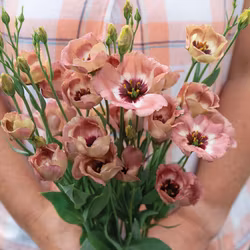 Prärieklocka Pucchino Choco 3