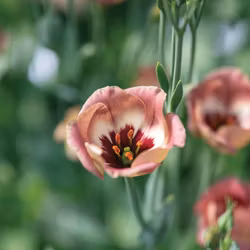 Prärieklocka Pucchino Choco 3