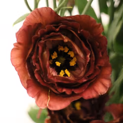 Prärieklocka Rosanne 3 Brown