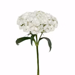 Borstnejlika Barcelona White